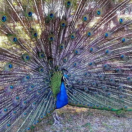 Coastal Gem