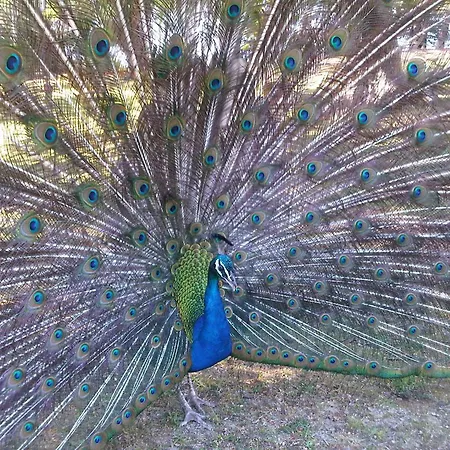 Apartament Coastal Gem